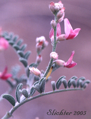 Alvord Milkvetch: Astragalus alvordensis