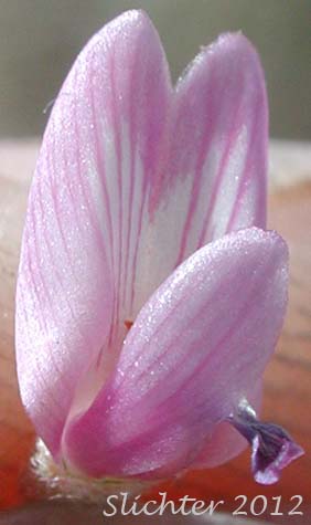 Close-up frontal view of a flower of Alvord Milkvetch: Astragalus alvordensis