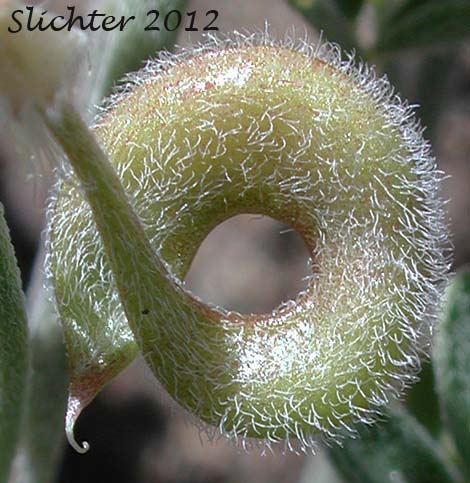 Curled pod of Alvord Milkvetch: Astragalus alvordensis