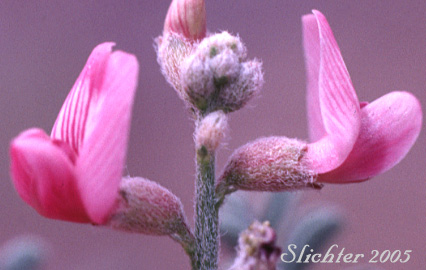 Close-up of the flowers of Alvord Milkvetch: Astragalus alvordensis