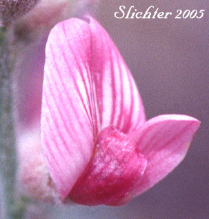 Close-up of the banner and wings of Alvord Milkvetch: Astragalus alvordensis