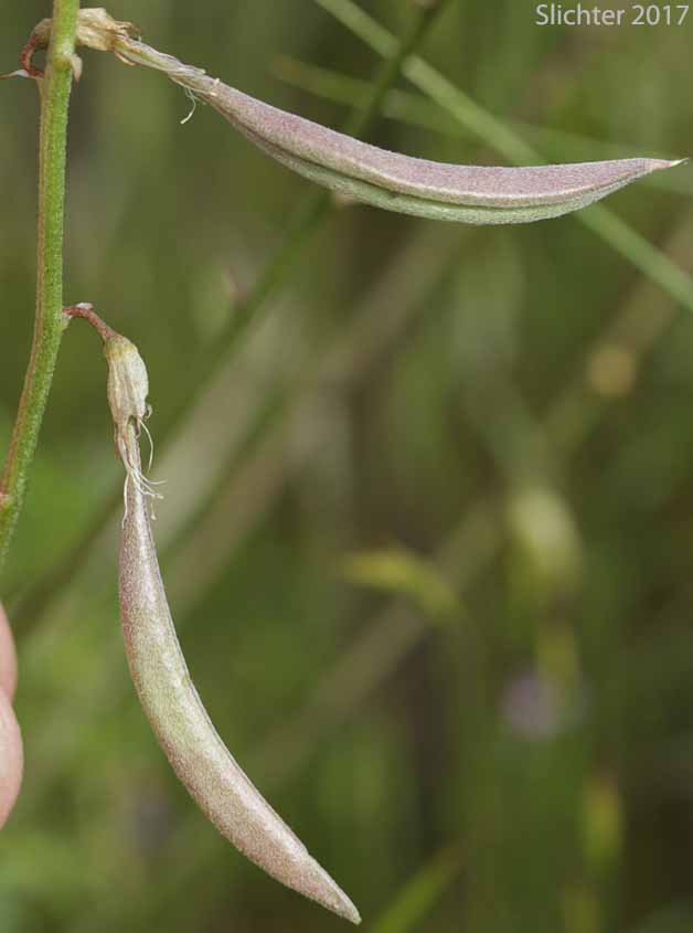 Fruits of Arthur's Milk-vetch, Waha Milk-vetch: Astragalus arthurii