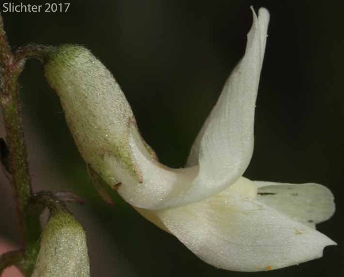 Sideview of a flower of Arthur's Milk-vetch, Waha Milk-vetch: Astragalus arthurii