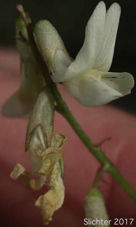 Flowers of Arthur's Milk-vetch, Waha Milk-vetch: Astragalus arthurii