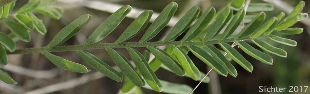 Leaf of Arthur's Milk-vetch, Waha Milk-vetch: Astragalus arthurii