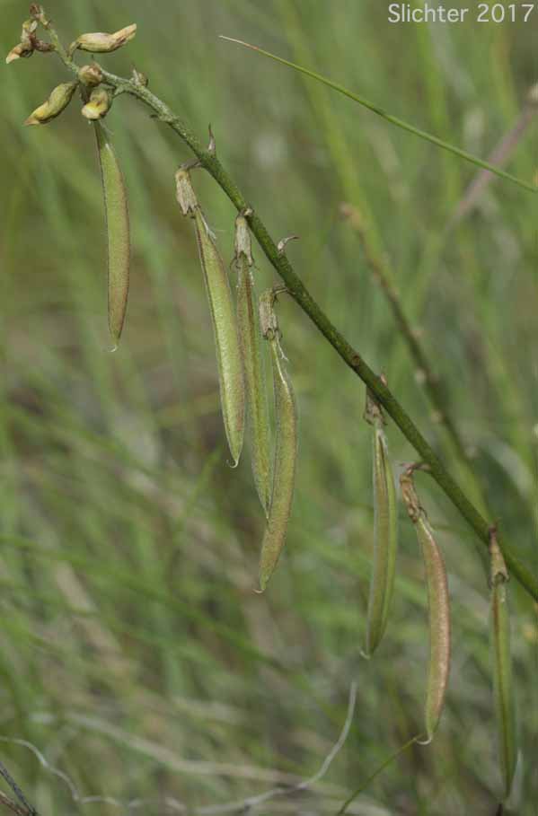 Pendant fruits of Arthur's Milk-vetch, Waha Milk-vetch: Astragalus arthurii
