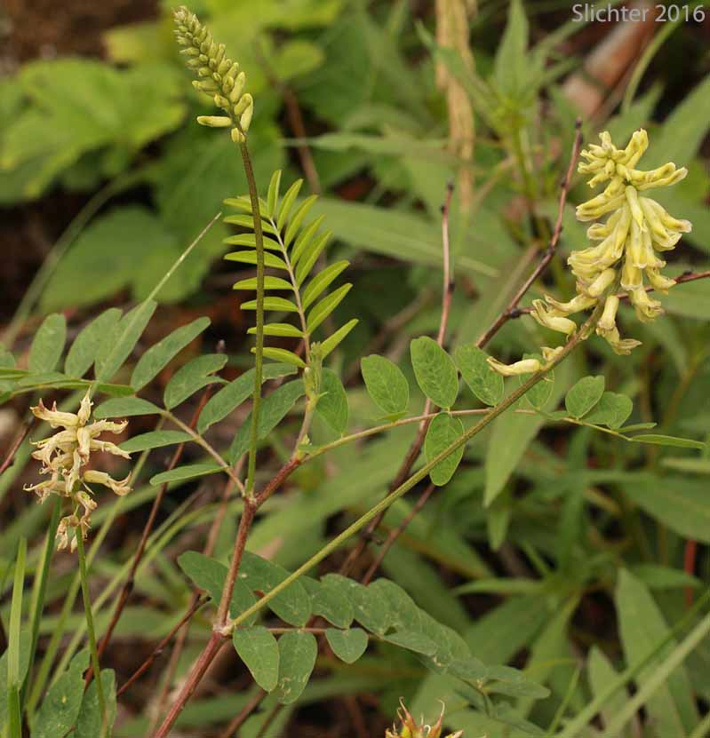 Canada Milk-vetch, Canadian Milk-vetch, Short Canadian Milkvetch: Astragalus canadensis var. brevidens (Synonym: Astragalus brevidens)