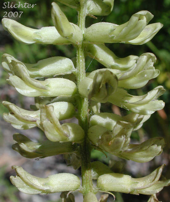 Close-up of the inflorescence of Canada Milk-vetch, Canadian Milk-vetch, Short Canadian Milkvetch: Astragalus canadensis var. brevidens (Synonym: Astragalus brevidens)