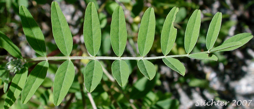 Upper leaf surface of Canada Milk-vetch, Canadian Milk-vetch, Short Canadian Milkvetch: Astragalus canadensis var. brevidens (Synonym: Astragalus brevidens)