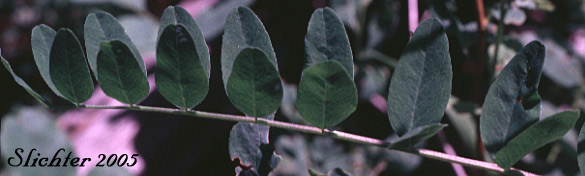 Leaf of Canada Milk-vetch, Morton's Canadian Milkvetch: Astragalus canadensis var. mortonii (Synonym: Astragalus mortonii)