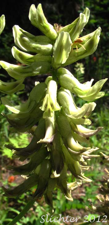 Close-up of the inflorescence of Canada Milk-vetch, Morton's Canadian Milkvetch: Astragalus canadensis var. mortonii (Synonym: Astragalus mortonii)