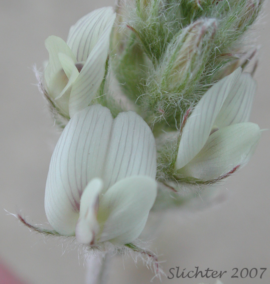 Inflorescence of Buckwheat Milkvetch, Lyall's Milkvetch: Astragalus caricinus (Synonyms: Astragalus lyallii, Astragalus lyallii var. caricinus) 