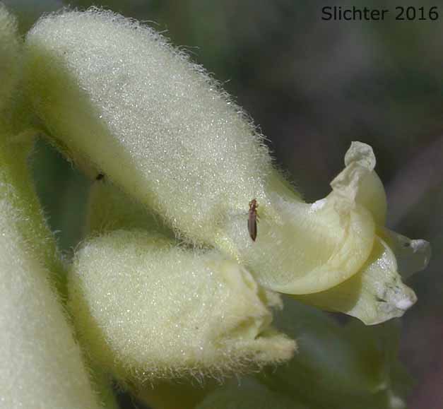 Flowers of Hillside Milkvetch, Hilside Milk-vetch: Astragalus collinus var. collinus