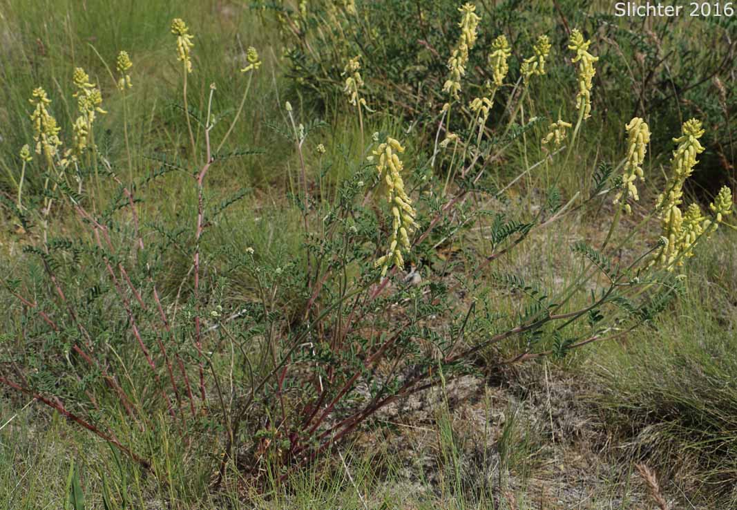 Hillside Milkvetch, Hilside Milk-vetch: Astragalus collinus var. collinus