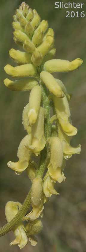 Inflorescence of Hillside Milkvetch, Hilside Milk-vetch: Astragalus collinus var. collinus