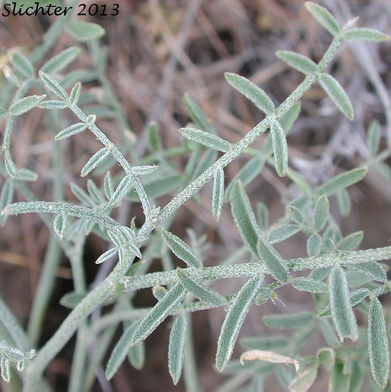 Pinnately compound leaves of Columbia Milk-vetch, Columbian Milk-vetch: Astragalus columbianus