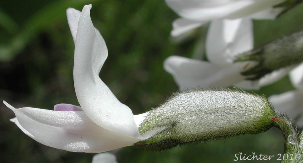 Close-up sideview of the corolla and calyx of Idaho Milkvetch, Idaho Milk-vetch: Astragalus conjunctus var. conjunctus (Synonyms: Astragalus diversifolius var. campestris, Astragalus reventus var. conjunctus, Homalobus campestris)