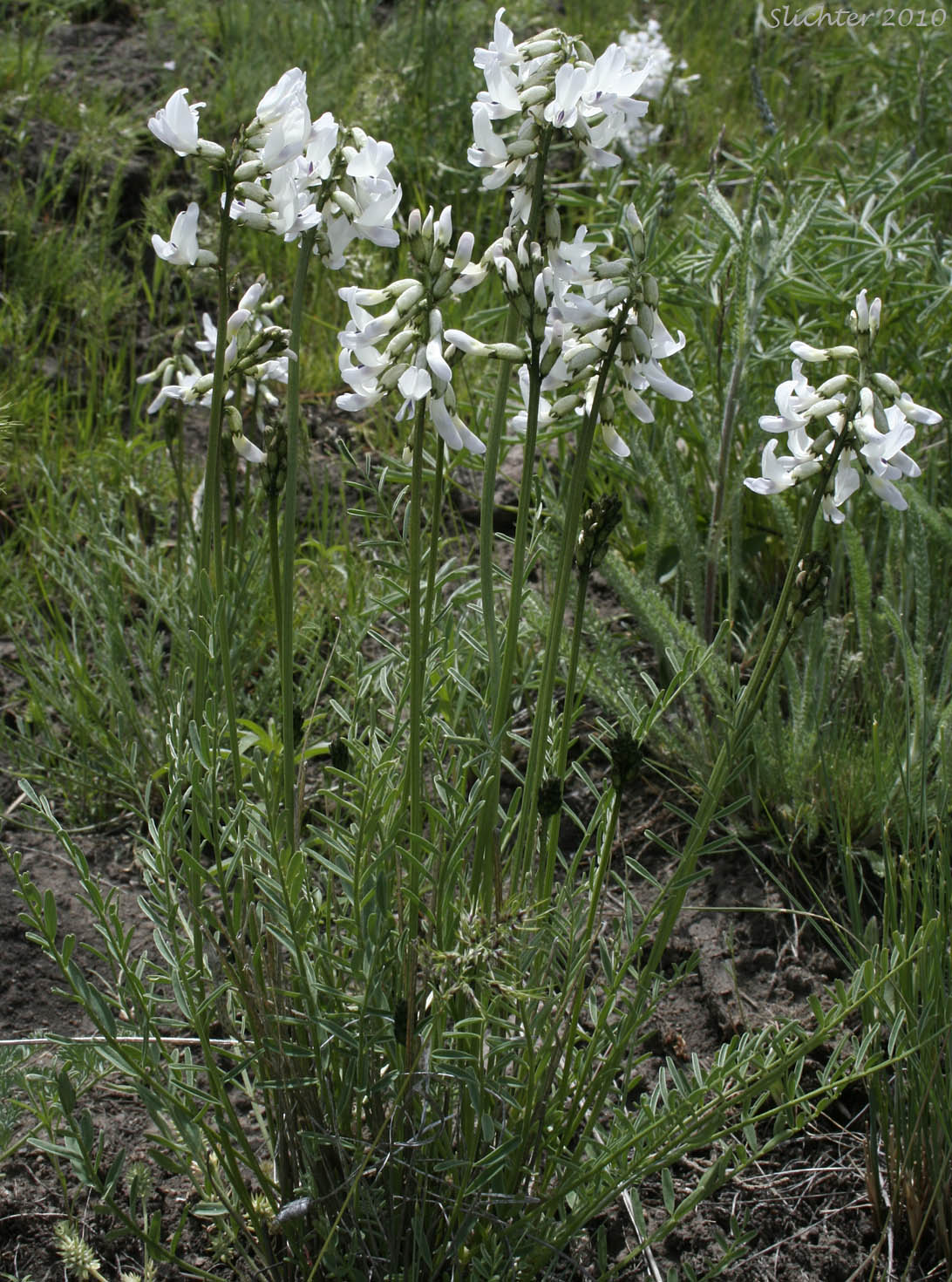 Idaho Milkvetch, Idaho Milk-vetch: Astragalus conjunctus var. conjunctus (Synonyms: Astragalus diversifolius var. campestris, Astragalus reventus var. conjunctus, Homalobus campestris)