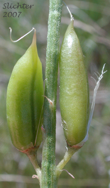 Close-up dorsal and sideview of the pods of Idaho Milkvetch, Idaho Milk-vetch: Astragalus conjunctus var. conjunctus (Synonyms: Astragalus diversifolius var. campestris, Astragalus reventus var. conjunctus, Homalobus campestris)