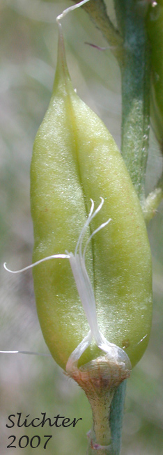 Close-up verntral view of the pod of Idaho Milkvetch, Idaho Milk-vetch: Astragalus conjunctus var. conjunctus (Synonyms: Astragalus diversifolius var. campestris, Astragalus reventus var. conjunctus, Homalobus campestris)