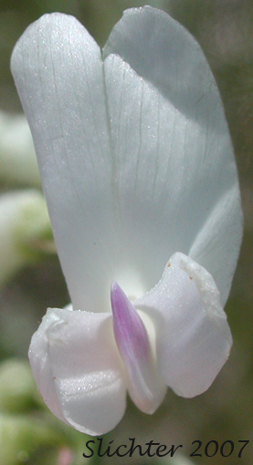 close-up frontal view of the flower of Idaho Milkvetch, Idaho Milk-vetch: Astragalus conjunctus var. conjunctus (Synonyms: Astragalus diversifolius var. campestris, Astragalus reventus var. conjunctus, Homalobus campestris)