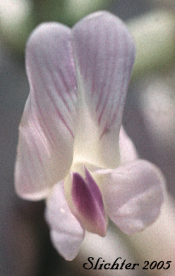 Frontal view of the flower of Idaho Milkvetch, Idaho Milk-vetch: Astragalus conjunctus var. conjunctus (Synonyms: Astragalus diversifolius var. campestris, Astragalus reventus var. conjunctus, Homalobus campestris)
