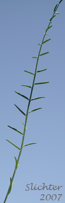 Pinnately compound leaf of Idaho Milkvetch, Idaho Milk-vetch: Astragalus conjunctus var. conjunctus (Synonyms: Astragalus diversifolius var. campestris, Astragalus reventus var. conjunctus, Homalobus campestris)