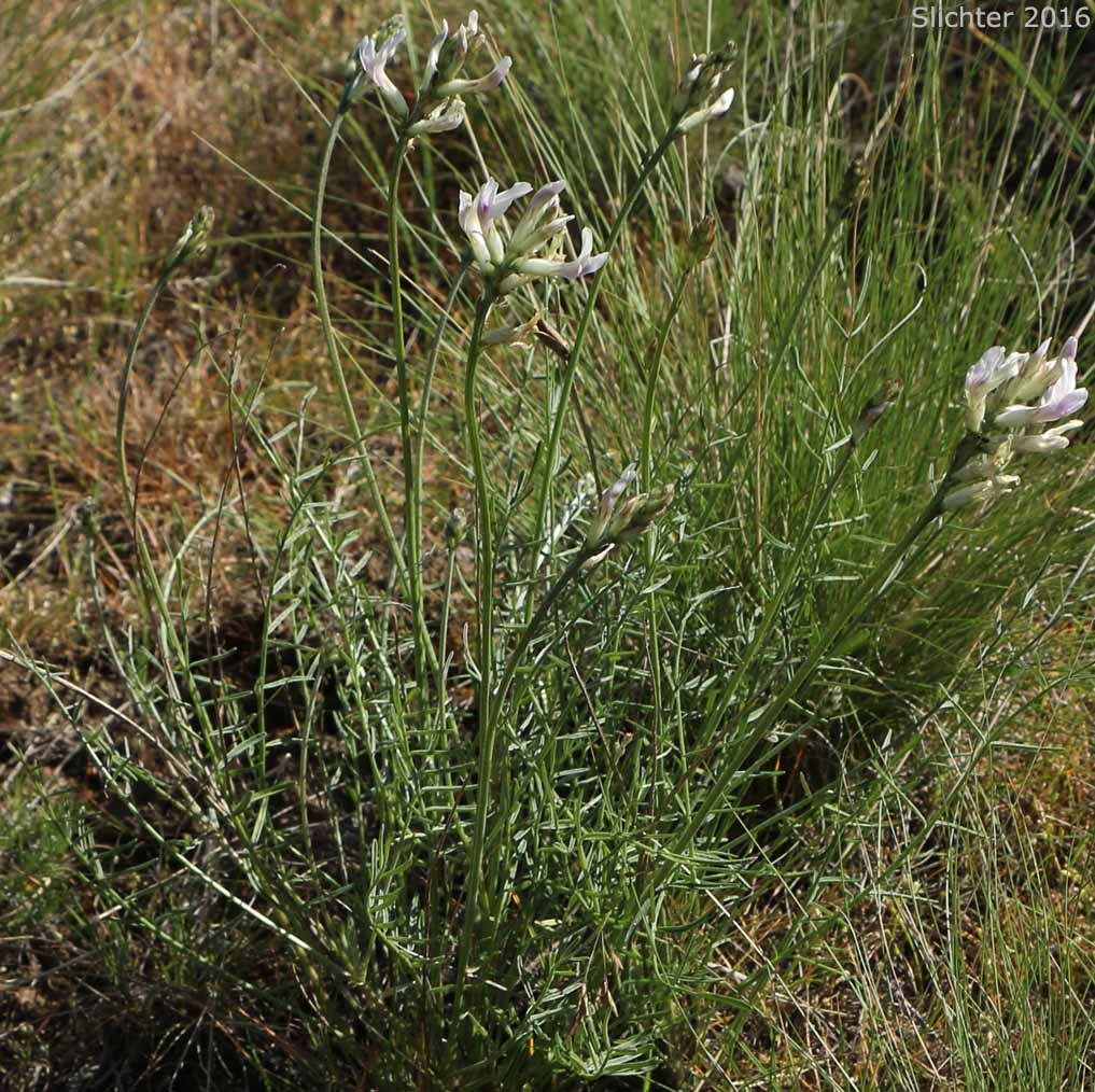 Idaho Milkvetch, Idaho Milk-vetch, Stiff Milkvetch, Stiff Milk-vetch: Astragalus conjunctus var. rickardii (Synonym: Astragalus reventus var. rickardii)