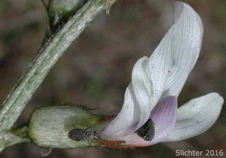 Flower of Idaho Milkvetch, Idaho Milk-vetch, Stiff Milkvetch, Stiff Milk-vetch: Astragalus conjunctus var. rickardii (Synonym: Astragalus reventus var. rickardii)