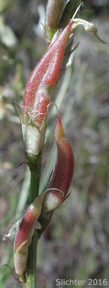 Pods of Idaho Milkvetch, Idaho Milk-vetch, Stiff Milkvetch, Stiff Milk-vetch: Astragalus conjunctus var. rickardii (Synonym: Astragalus reventus var. rickardii)