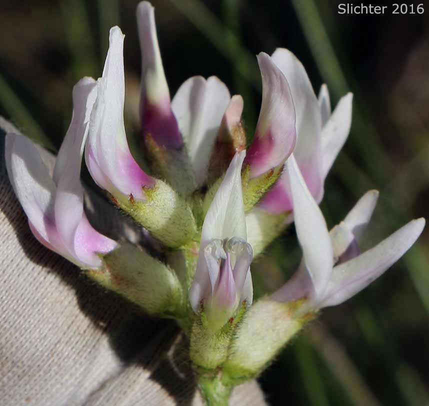 Inflorescence of Idaho Milkvetch, Idaho Milk-vetch, Stiff Milkvetch, Stiff Milk-vetch: Astragalus conjunctus var. rickardii (Synonym: Astragalus reventus var. rickardii)