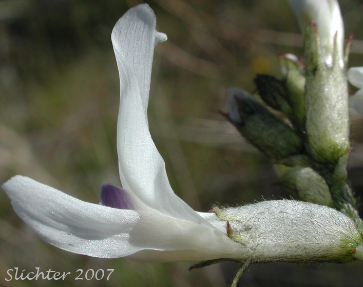 Idaho Milkvetch, Idaho Milk-vetch, Stiff Milkvetch, Stiff Milk-vetch: Astragalus conjunctus var. rickardii (Synonym: Astragalus reventus var. rickardii)