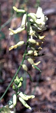 Sickle Milkvetch, Sickle Milk-vetch: Astragalus curvicarpus var. curvicarpus (Synonyms: Astragalus gibbsii, Astragalus speirocarpus, Astragalus whitedii, Astragalus whitedii var. whitedii)
