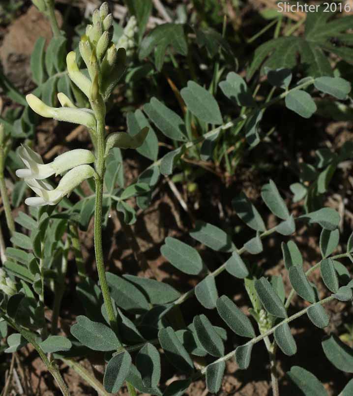 Sickle Milkvetch, Sickle Milk-vetch: Astragalus curvicarpus var. curvicarpus (Synonyms: Astragalus gibbsii, Astragalus speirocarpus, Astragalus whitedii, Astragalus whitedii var. whitedii)