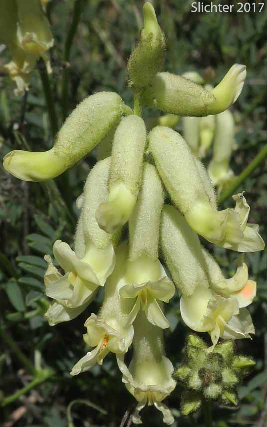 Inflorescence of Glabrous Sickle Milkvetch, Sickle Milk-vetch: Astragalus curvicarpus var. subglaber (Synonym: Astragalus subglaber)