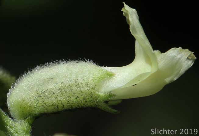Flower of Glabrous Sickle Milkvetch, Sickle Milk-vetch: Astragalus curvicarpus var. subglaber (Synonym: Astragalus subglaber)