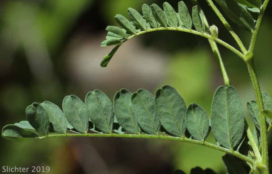 Leaves of Glabrous Sickle Milkvetch, Sickle Milk-vetch: Astragalus curvicarpus var. subglaber (Synonym: Astragalus subglaber)