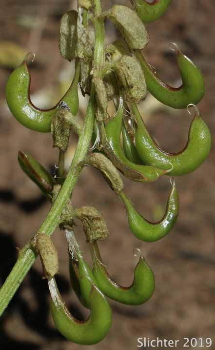 Curved fruits ofGlabrous Sickle Milkvetch, Sickle Milk-vetch: Astragalus curvicarpus var. subglaber (Synonym: Astragalus subglaber)