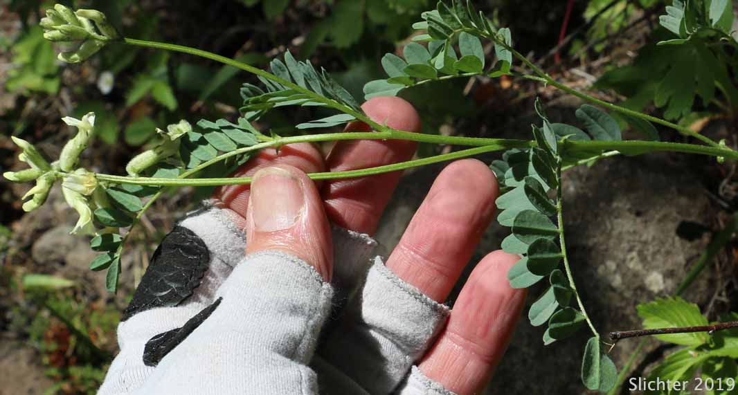 Glabrous Sickle Milkvetch, Sickle Milk-vetch: Astragalus curvicarpus var. subglaber (Synonym: Astragalus subglaber)