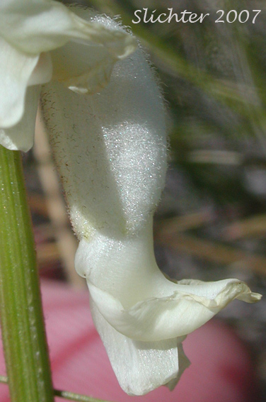 Flower of Glabrous Sickle Milkvetch, Sickle Milk-vetch: Astragalus curvicarpus var. subglaber (Synonym: Astragalus subglaber)