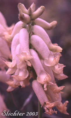 Inflorescence of Glabrous Sickle Milkvetch, Sickle Milk-vetch: Astragalus curvicarpus var. subglaber (Synonym: Astragalus subglaber)