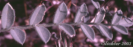 Leaf of Glabrous Sickle Milkvetch, Sickle Milk-vetch: Astragalus curvicarpus var. subglaber (Synonym: Astragalus subglaber)