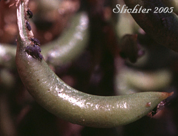 Fruit of Glabrous Sickle Milkvetch, Sickle Milk-vetch: Astragalus curvicarpus var. subglaber (Synonym: Astragalus subglaber)