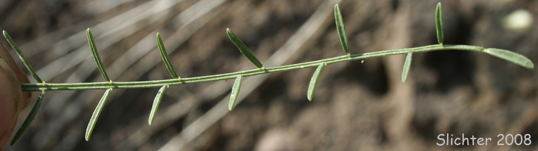Pinnately compound leaf of Astragalus cusickii var. cusickii