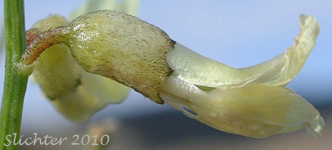 Close-up sideview of the flower of Cusick's Milkvetch, Cusick's Milk-vetch: Astragalus cusickii var. cusickii