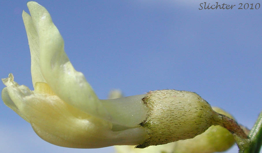 Close-up sideview of the flower of Cusick's Milkvetch, Cusick's Milk-vetch: Astragalus cusickii var. cusickii