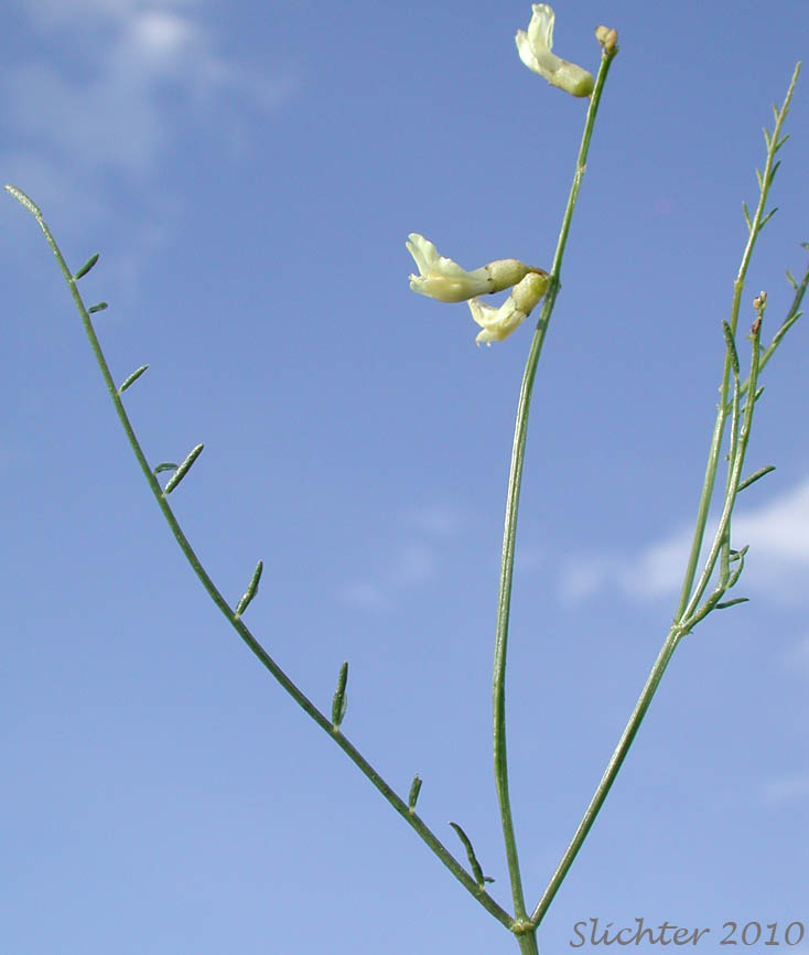 Upper stem leaves and inflorescence of Cusick's Milkvetch, Cusick's Milk-vetch: Astragalus cusickii var. cusickii