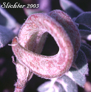 Fruit of Humboldt River Milk-vetch, Violet Milkvetch: Astragalus iodanthus var. diaphanoides (Synonym: Astragalus iodanthus var. vipereus)