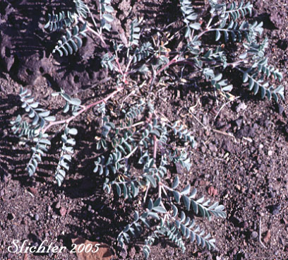 Humboldt River Milk-vetch, Violet Milkvetch: Astragalus iodanthus var. diaphanoides (Synonym: Astragalus iodanthus var. vipereus)