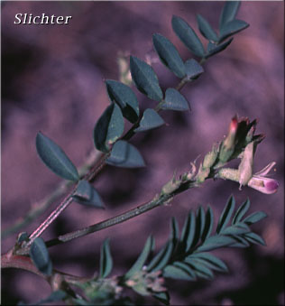 Humboldt River Milk-vetch, Violet Milkvetch: Astragalus iodanthus var. diaphanoides (Synonym: Astragalus iodanthus var. vipereus)
